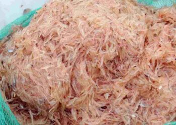 Ruốc là sinh vật sống nhỏ hơn tôm