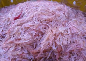 Công thức làm ruốc tôm mặn ngọt tươi cho bé